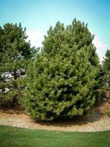 Сосна Чёрная (Pinus Nigra) купить по цене от 270.00р. в интернет-магазине «Посадика» с доставкой почтой в в Зеленограде и по всей России – [изображение №1].