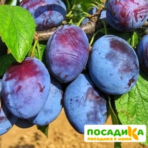 Слива Чачакская ранняя купить по цене от 229.00р. в интернет-магазине «Посадика» с доставкой почтой в в Зеленограде и по всей России – [изображение №1].