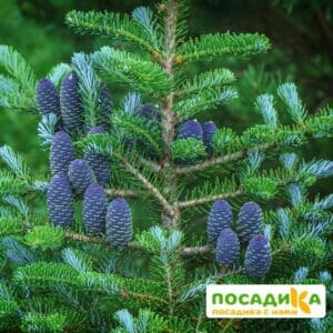 Пихта корейская (Abies koreana) купить по цене от 450.00р. в интернет-магазине «Посадика» с доставкой почтой в в Зеленограде и по всей России – [изображение №1].