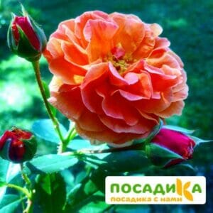 Роза Арабия купить по цене от 350.00р. в интернет-магазине «Посадика» с доставкой почтой в в Зеленограде и по всей России – [изображение №1].