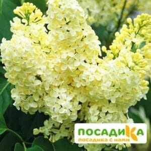 Сирень Примроуз (Primrose) купить по цене от 529.00р. в интернет-магазине «Посадика» с доставкой почтой в в Зеленограде и по всей России – [изображение №1].