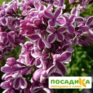 Сирень Сенсация купить по цене от 529.00р. в интернет-магазине «Посадика» с доставкой почтой в в Зеленограде и по всей России – [изображение №1].