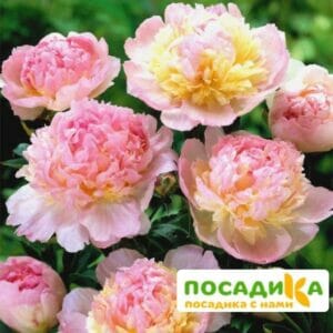 Пион Распберри Сандей (Paeonia Raspberry Sundae) купить по цене от 959р. в интернет-магазине «Посадика» с доставкой почтой в в Зеленограде и по всей России – [изображение №1].