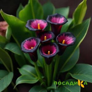Калла Аура Лейс купить по цене от 400р. в интернет-магазине «Посадика» с доставкой почтой в в Зеленограде и по всей России – [изображение №1].