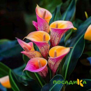 Калла Оникс купить по цене от 450р. в интернет-магазине «Посадика» с доставкой почтой в в Зеленограде и по всей России – [изображение №1].