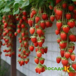 Клубника вьющаяся Комплимент купить по цене от 470р. в интернет-магазине «Посадика» с доставкой почтой в в Зеленограде и по всей России – [изображение №1].
