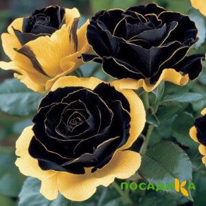 Роза Ханни Сикл купить по цене от 700р. в интернет-магазине «Посадика» с доставкой почтой в в Зеленограде и по всей России – [изображение №1].
