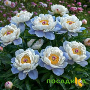 Пион акварельный Этюд купить по цене от 806р. в интернет-магазине «Посадика» с доставкой почтой в в Зеленограде и по всей России – [изображение №1].