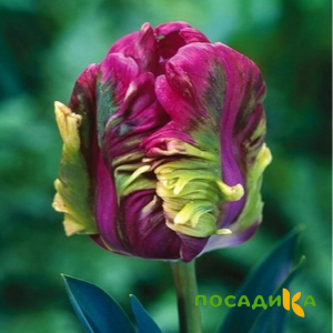 Тюльпан Экзотик Хэвен купить по цене от 186р. в интернет-магазине «Посадика» с доставкой почтой в в Зеленограде и по всей России – [изображение №1].